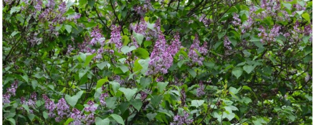 Sărbătoarea Liliacului de la Ponoarele